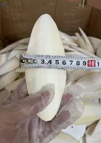 Cuttlefish Bone
