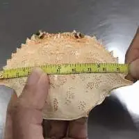 Dried Crab Shell