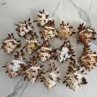 Sea Shells