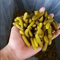 Pickled Gherkin Cucumber In Drum
