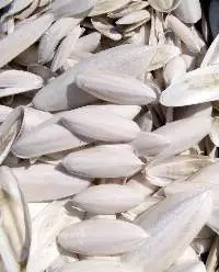Cuttle Fish Bone