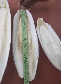 Cuttlefish Bone