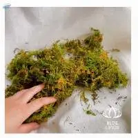 Green Forest Moss