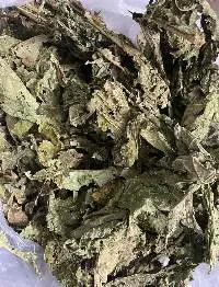 Papaya Leaves