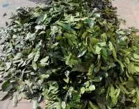 Graviola Powder