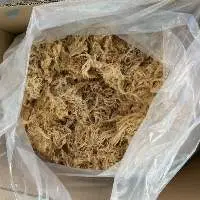 Sea Moss