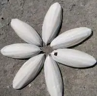 Cuttlefish Bone