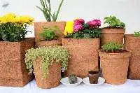 Coir Pot