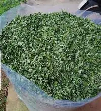 Moringa Leaves