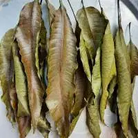 Dried Mango Leaf