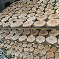 Wood log Slices Discs