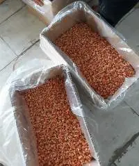Dried Shrimp