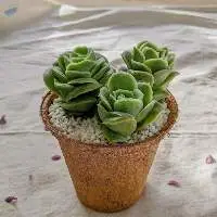 Eco friendly Flower Plant Coir Fiber Pot