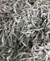 Anchovy Fish