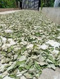 Dried Lotus Leaf