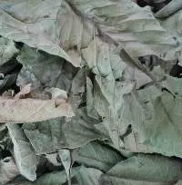Dried guava leaves
