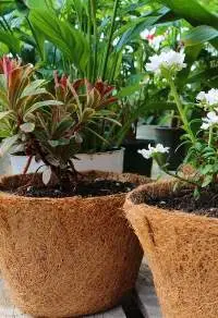 Coir Pot