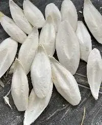 Cuttlefish Bone