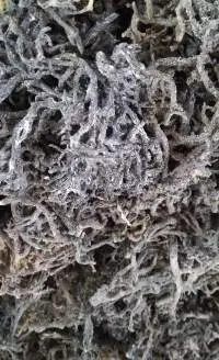 Vietnamese Eucheuma Cottonii