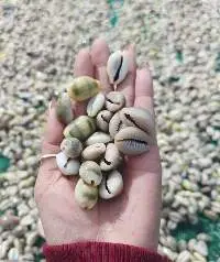 Cowrie Shell