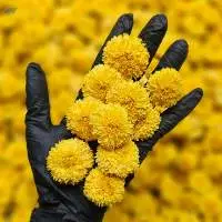 Dried Yellow Chrysanthemum Flowers