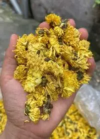 Chrysanthemum Flower
