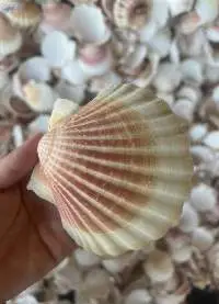 Natural Scallop Sea Shells