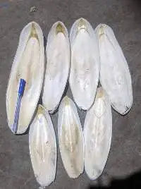 Cuttle Fish Bone