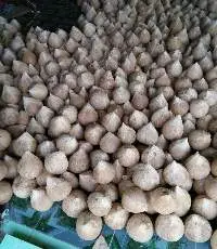 Mature Coconut Semi Husked Coconut