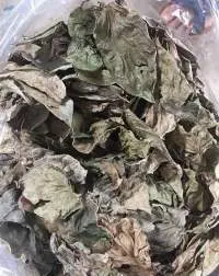 Vietnam Dried Betel Leaves