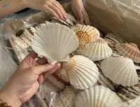 Scallop Shell