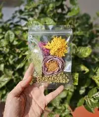 Dried Lotus Flower