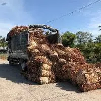 Dried Water Hyacinth Rope