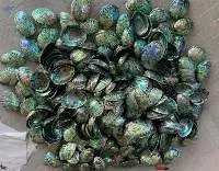 Abalone Shell
