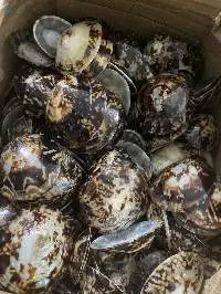Limpet Shell