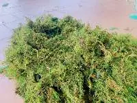Green Forest Moss