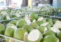 Vietnamese Whole Green Fresh Coconut