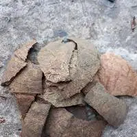 Coconut Shell