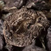 Dried Sarcodon Aspratus Mushrooms