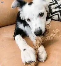 Coir Rope Chew Dog