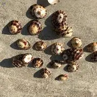 Limpet Snail Shell