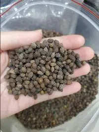 Dried Papaya Seeds
