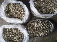 Moringa Seeds