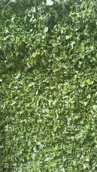 Dried Moringa Leaves