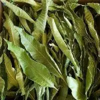Dried Mango Leaves