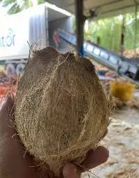 Semi Husked Coconut