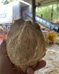 Semi Husked Coconut