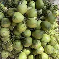 Whole Green Coconut From Blue Lotus