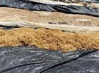 Dried Sea Moss