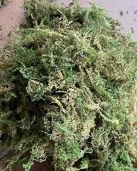 Dried Forest Green Moss